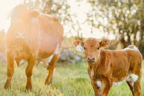 Cow and Calf in Pasture 64248