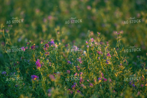 Alfalfa Plant 72070