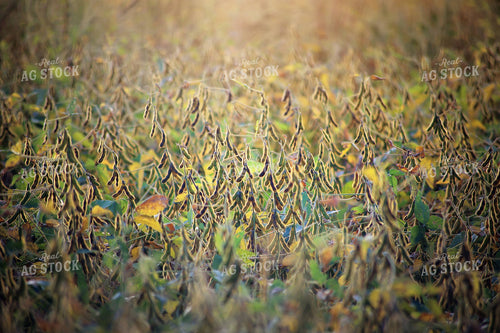Midseason Soybean Field 265006