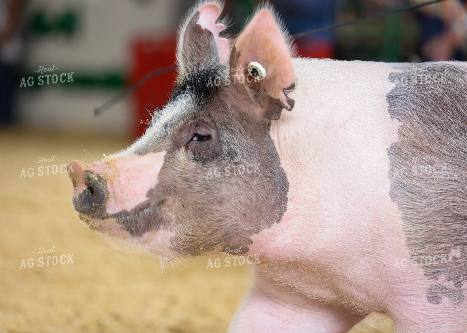 Showing Pigs 160266