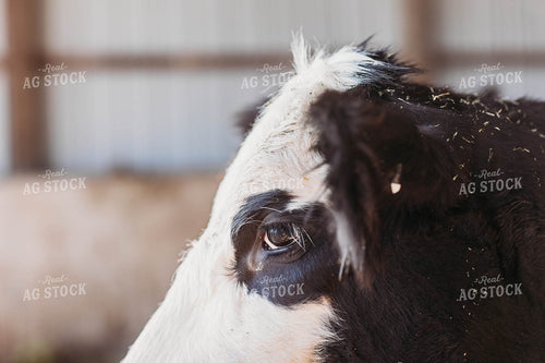 Black Baldy Cow 174007