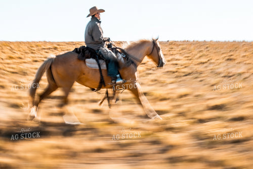 Rancher Herding Cattle 250181