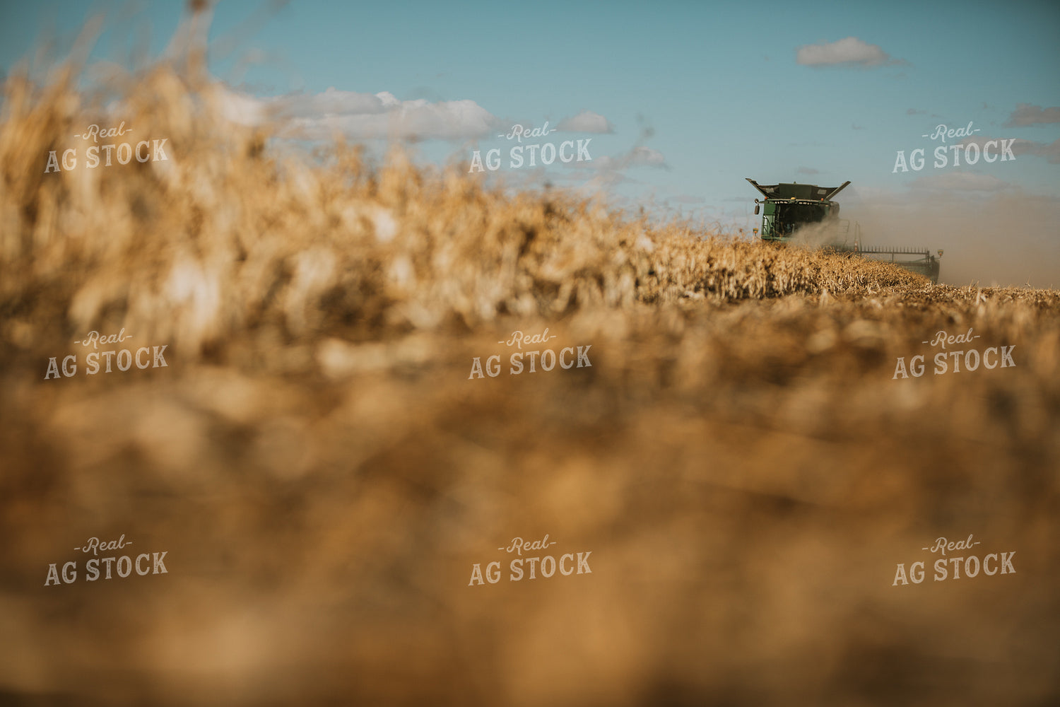 Combine Harvesting Beans 3289