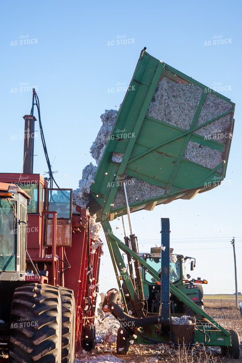 Unloading Harvested Cotton into Module Builder 208116