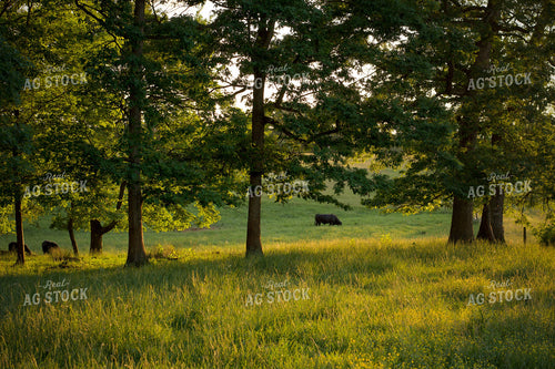Summer Pasture 251141