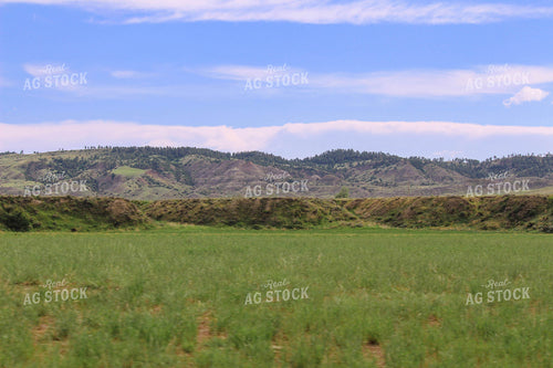 Pasture in the Foothills 63070