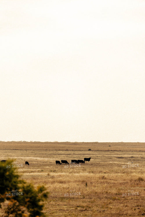 Cattle on Pasture 224014