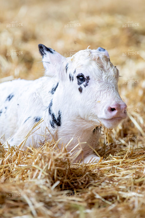 Holstein Calf 55265