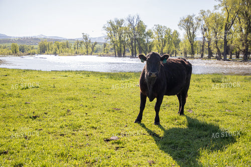 Cattle Along Creek in Pasture 117040