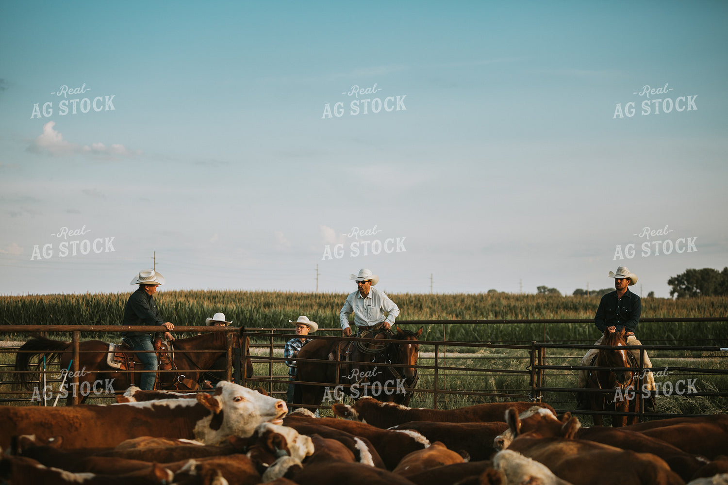 Ranchers Near Cattle Pasture 6484