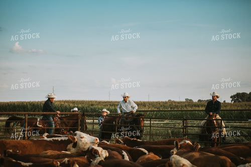 Ranchers Near Cattle Pasture 6484