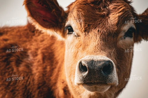 Jersey Calf 166012