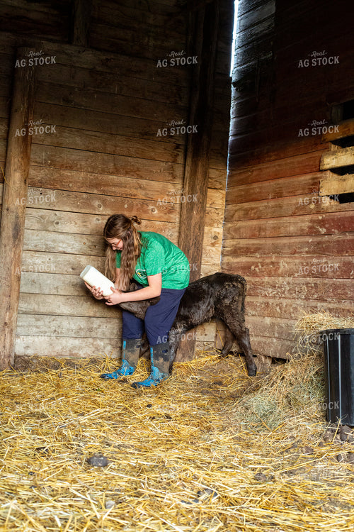 Calving Season 155558