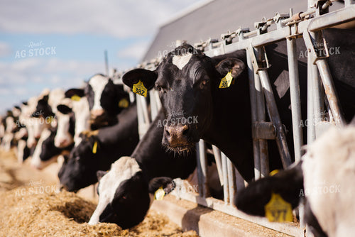 Holstein Cattle Eating 137066