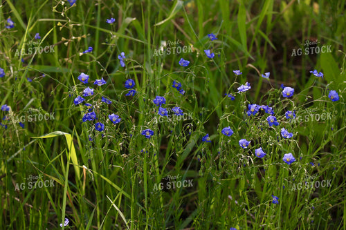 Flowers in Pasture 299262