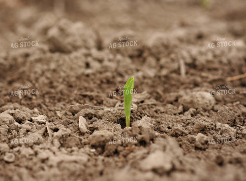 Early Corn Growth 100026
