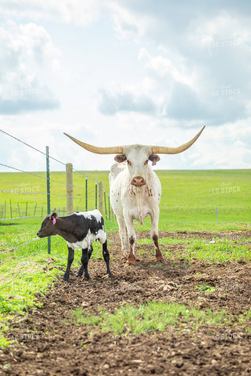 Longhorn Cow Calf Pair 155499