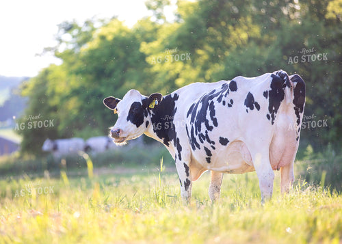 Dairy Cow in Pasture 55105