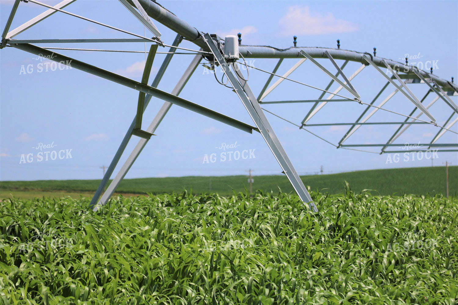 Irrigated Corn Field 82124