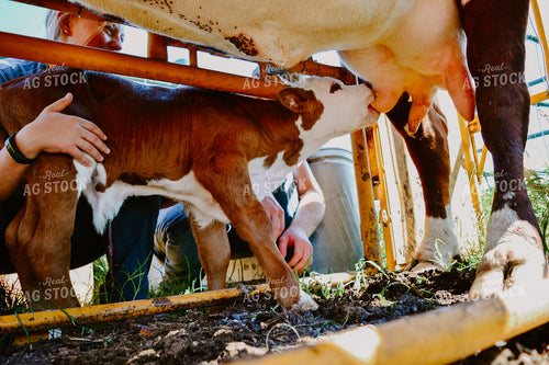 Cow Nursing Calf 125053