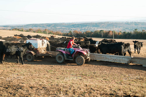 Female Farmer Feeding Cattle in Pasture 125221
