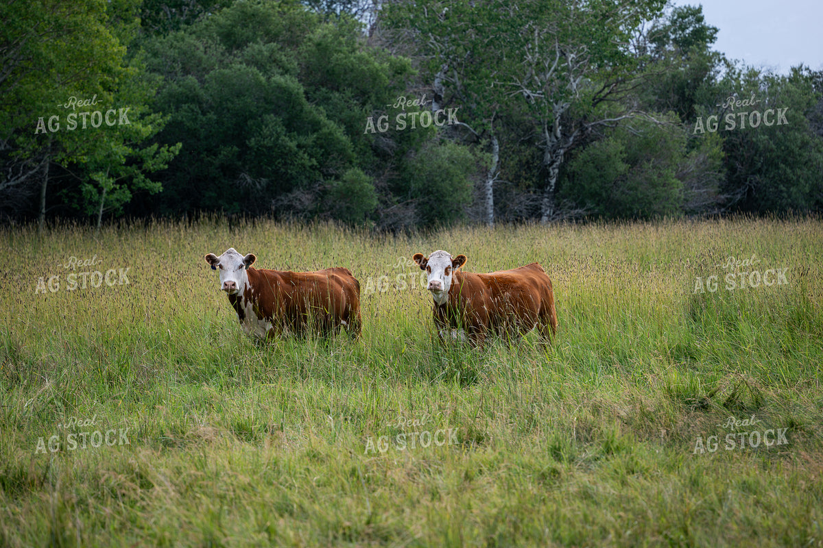 Hereford Cattle on Pasture 65942