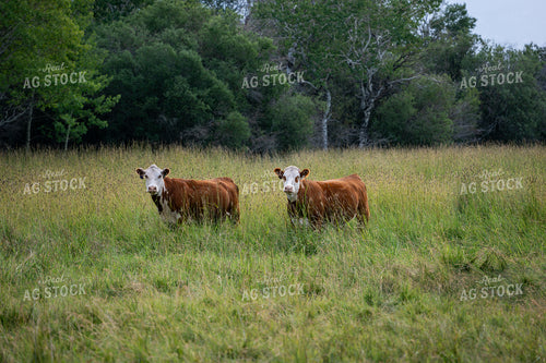 Hereford Cattle on Pasture 65942