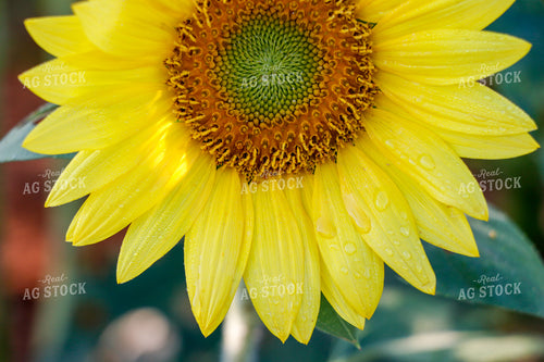 Sunflowers 60047