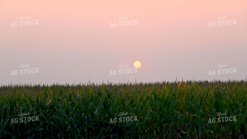 Sunset Over Corn 25316