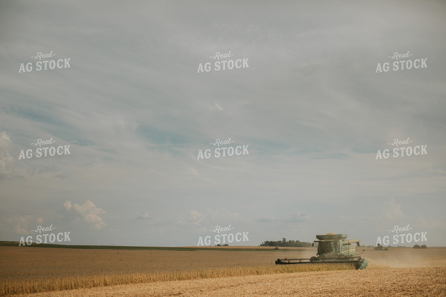 Combine Harvesting Soybean Field 5238