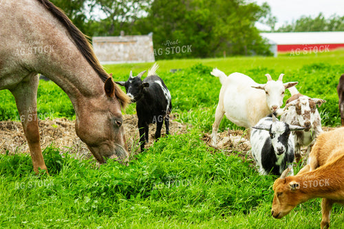 Nigerian Dwarf Goat 155235
