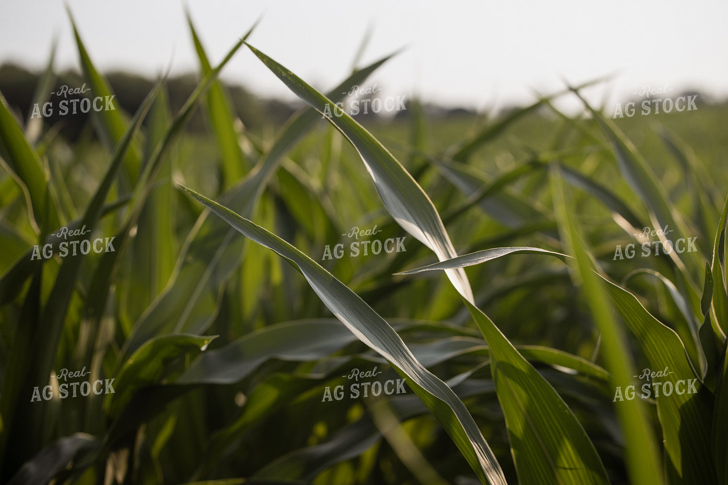 Midseason Corn Field 279005