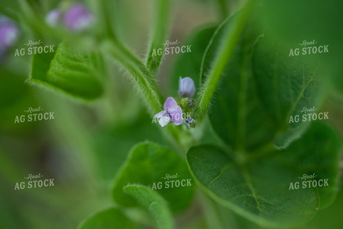 Up Close Soybean Plant With Purple Flowers 76198