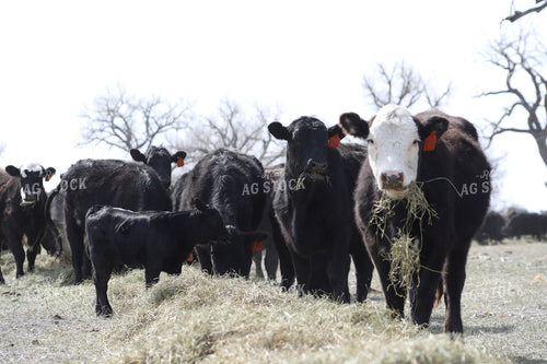 Angus Cow Calf Pairs Eating Hay 117183
