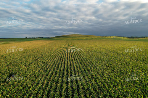 Aerial of Cornfield 261080