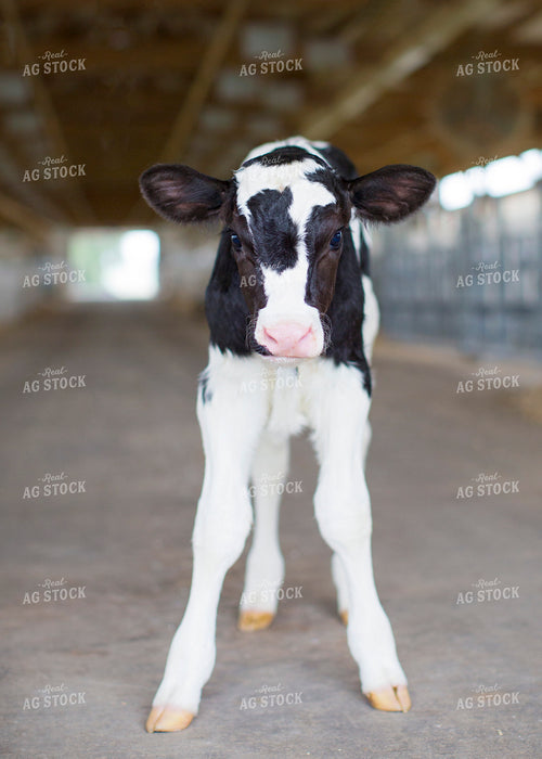 Holstein Calf in Barn 55149