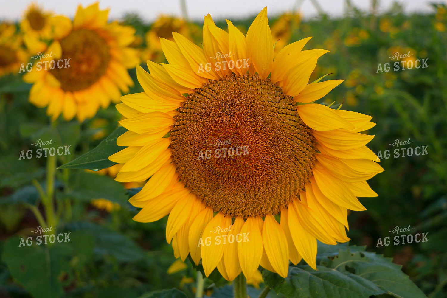 Sunflowers 60057