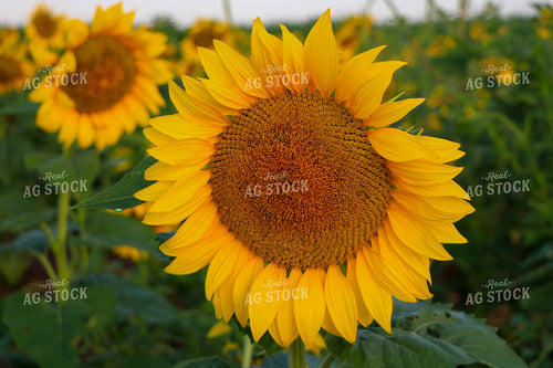 Sunflowers 60057