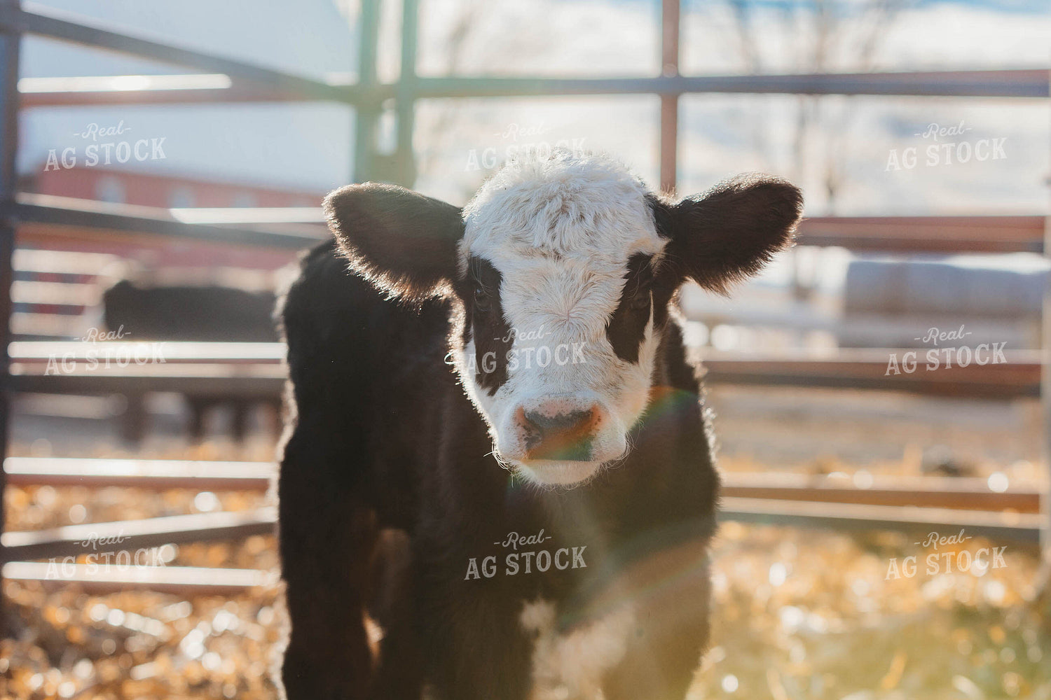 Simmental Calf 174035