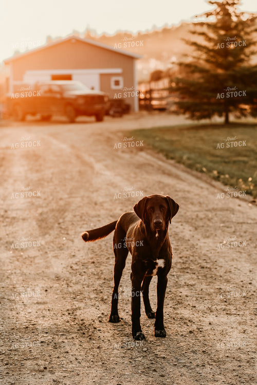 Dog in Farmyard 64290