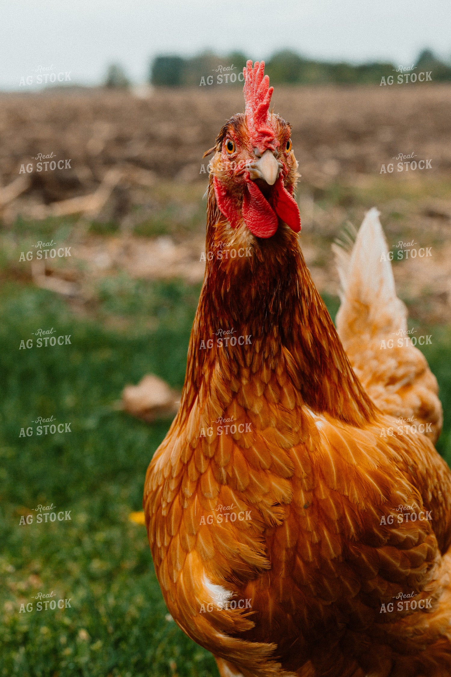 Pullet Laying Chicken 104069