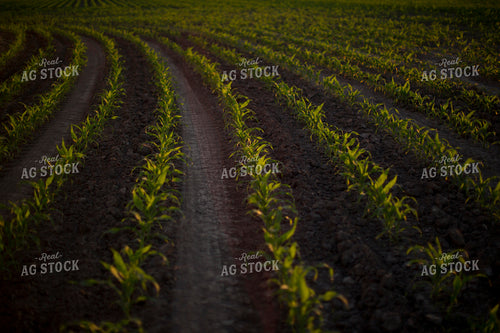 Corn - Early Growth 1078
