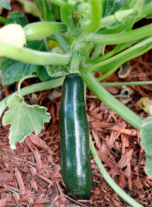 Zucchini 141598