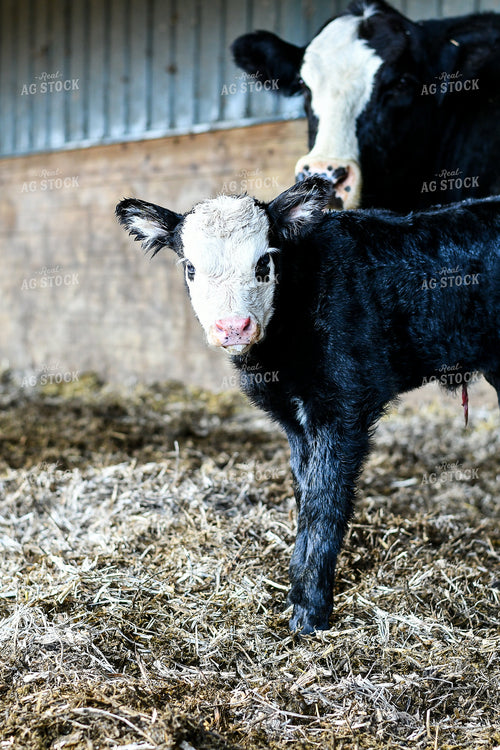 Cow-Calf in Farmyard 50213
