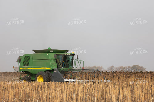 Combine Harvesting Sunflowers 72119