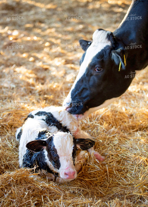 New Holstein Calf 55335