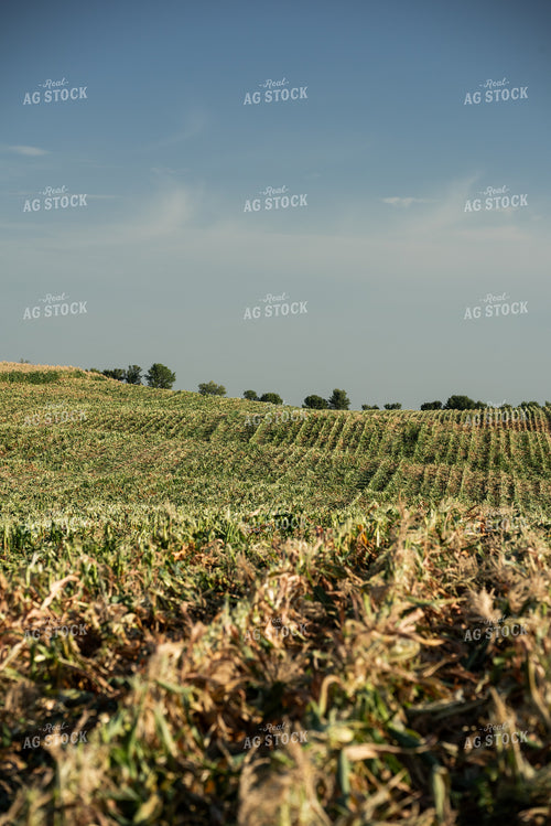 Cut Sweet Corn Field 76643