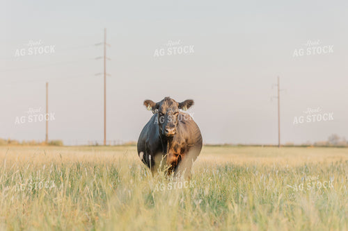 Cattle on Pasture 131033