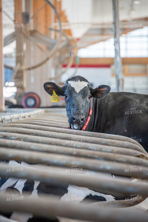Holstein Cattle  270270