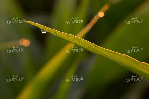 Corn - Mid-Season 1206